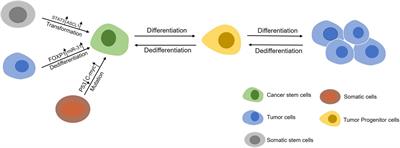 Regulation of Formation, Stemness and Therapeutic Resistance of Cancer Stem Cells